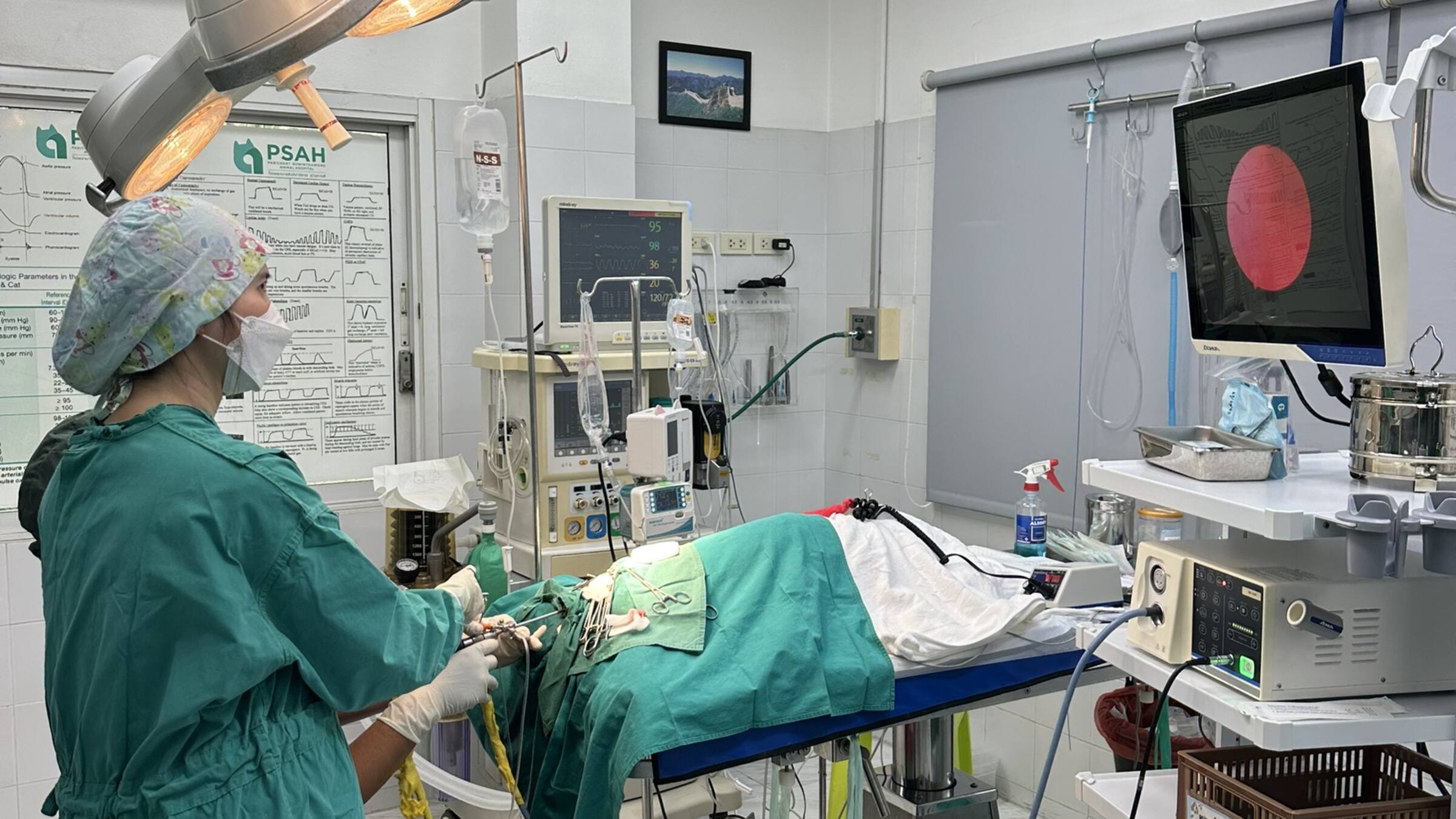 Stem Cell Therapy สำหรับสัตว์เลี้ยงที่ PSAH — เมื่อไรพิจารณา