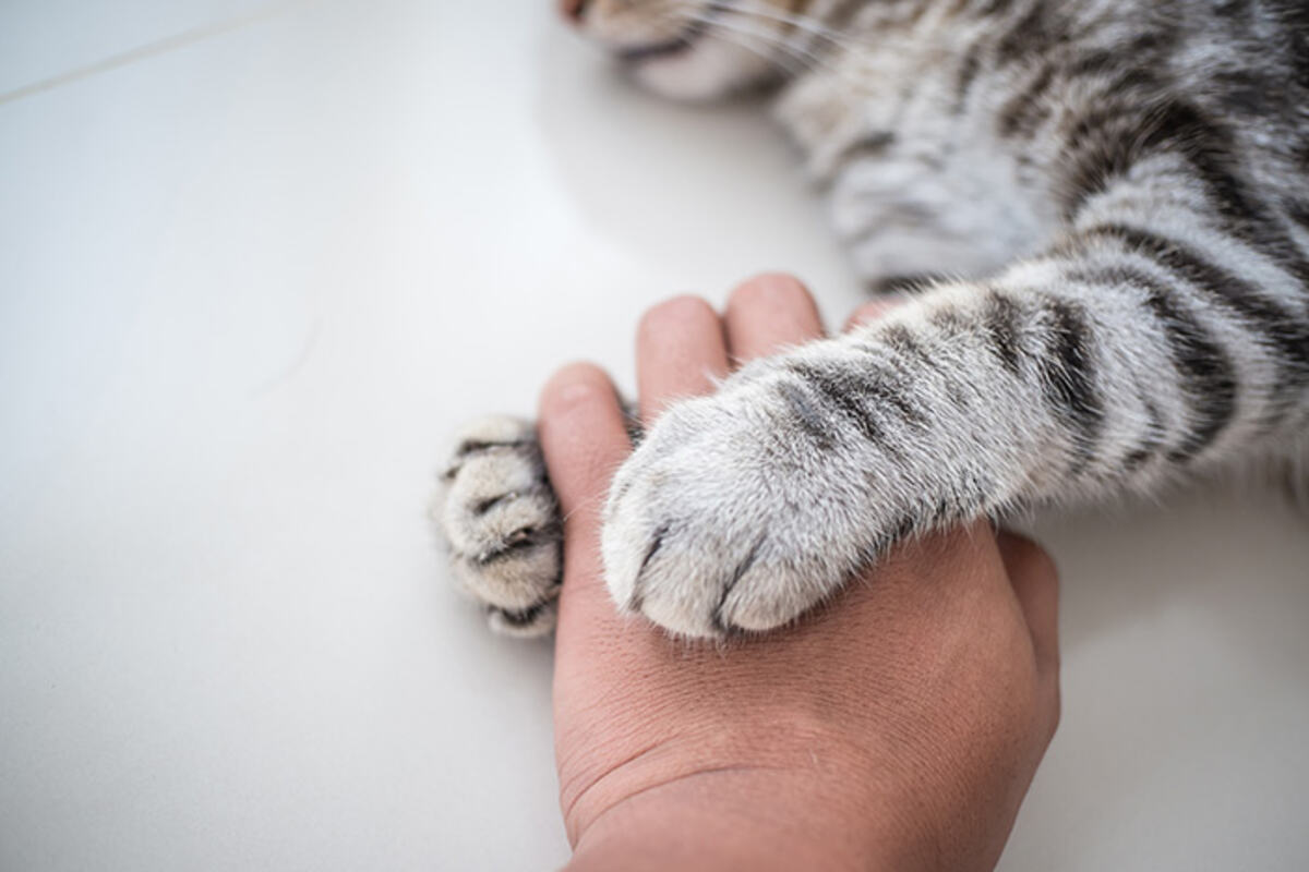 อุ้งเท้าลูกแมววางบนมือเจ้าของ